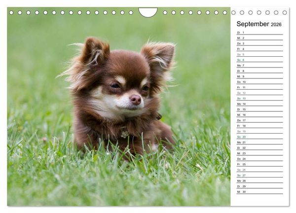 Produktbild: Chihuahuas - kleine Herzensbrecher (Wandkalender 2026 DIN A4 quer), CALVENDO Monatskalender