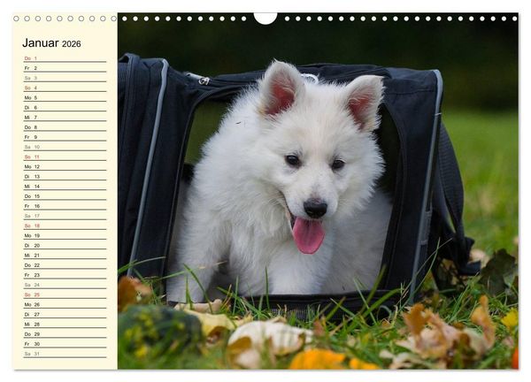Produktbild: Wei&szlig;er Schweizer Sch&auml;ferhund - Ein Tag im Leben einer Hundefamilie (Wandkalender 2026 DIN A3 quer), CALVENDO Monatskalender