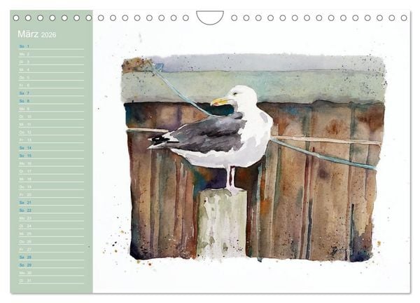 Produktbild: M&ouml;wen - Aquarelle von Julia Pasinski (Wandkalender 2026 DIN A4 quer), CALVENDO Monatskalender