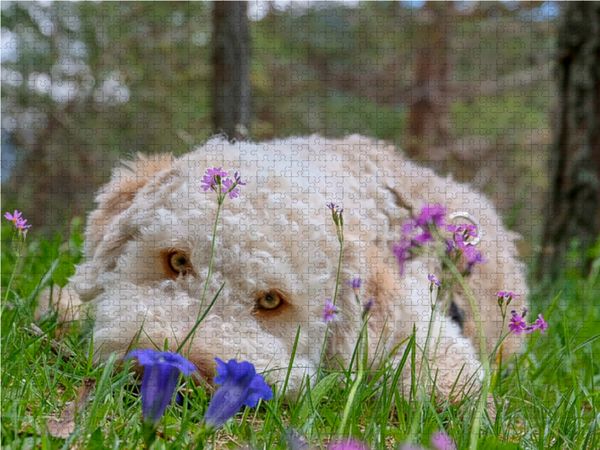 Produktbild: CALVENDO Puzzle Lagotto Romagnolo im Enzian | 1000 Teile Lege-Gr&ouml;&szlig;e 64x48cm Foto-Puzzle f&uuml;r gl&uuml;ckliche Stunden