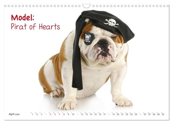 Produktbild: English Bulldog XXL Models (Wandkalender 2026 DIN A3 quer), CALVENDO Monatskalender