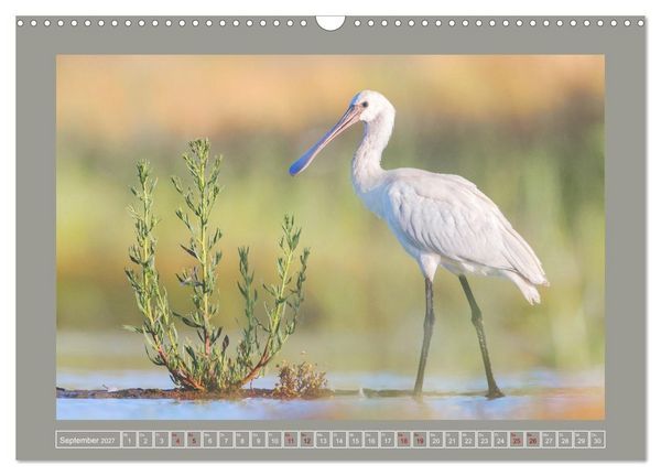 Produktbild: Limikolen - Watv&ouml;gel aus Europa (Wandkalender 2027 DIN A3 quer), CALVENDO Monatskalender