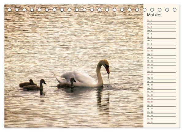 Produktbild: Schwanenzauber (Tischkalender 2026 DIN A5 quer), CALVENDO Monatskalender