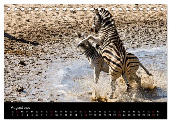 Produktbild: Zebras - Faszination der Streifen (Tischkalender 2026 DIN A5 quer), CALVENDO Monatskalender