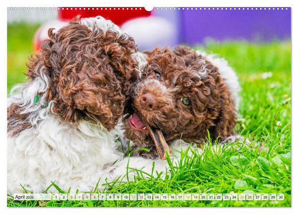 Produktbild: Lagotto Romagnolo - der Tr&uuml;ffelhund Italiens (Wandkalender 2026 DIN A2 quer), CALVENDO Monatskalender