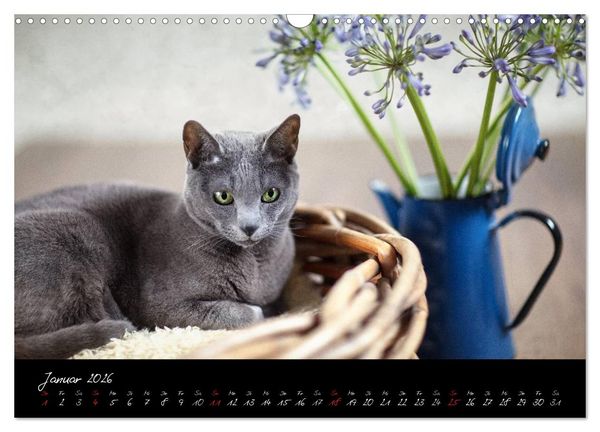 Produktbild: Katzen 2026 (Wandkalender 2026 DIN A3 quer), CALVENDO Monatskalender