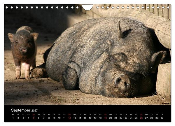Produktbild: Schweinereien (Wandkalender 2027 DIN A4 quer), CALVENDO Monatskalender