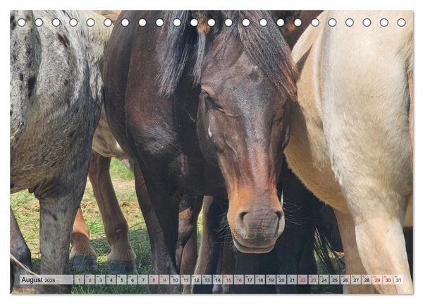 Produktbild: Nord-Gobi (Tischkalender 2026 DIN A5 quer), CALVENDO Monatskalender