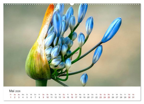 Produktbild: Die magische Welt der Blumen (Wandkalender 2026 DIN A2 quer), CALVENDO Monatskalender