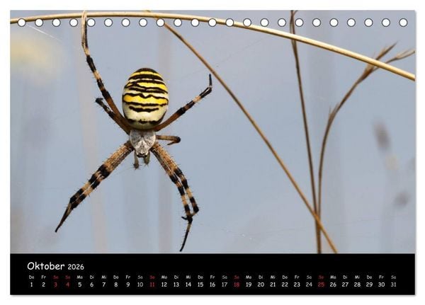 Produktbild: Heimische Spinnen (Tischkalender 2026 DIN A5 quer), CALVENDO Monatskalender