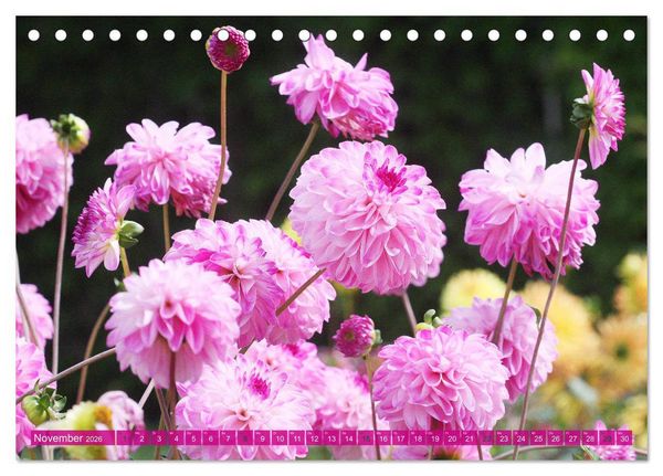 Produktbild: Wunderbare Dahlienwelt (Tischkalender 2026 DIN A5 quer), CALVENDO Monatskalender