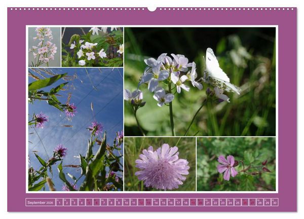 Produktbild: Collagen aus Eifel und Umland 2026 (Wandkalender 2026 DIN A2 quer), CALVENDO Monatskalender
