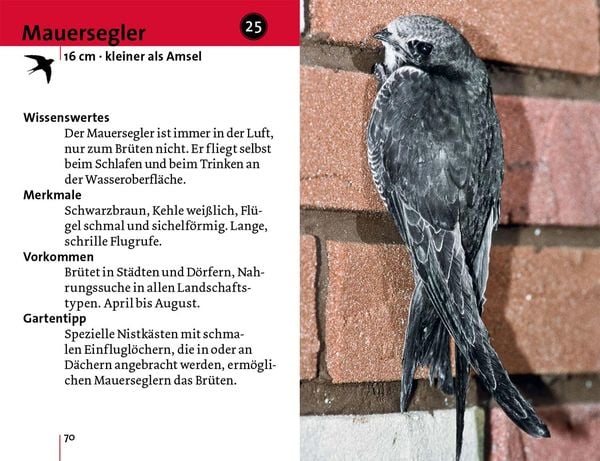 Produktbild: Alle V&ouml;gel sind schon da