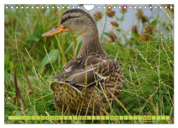 Produktbild: Possierliche Stockenten (Wandkalender 2026 DIN A4 quer), CALVENDO Monatskalender
