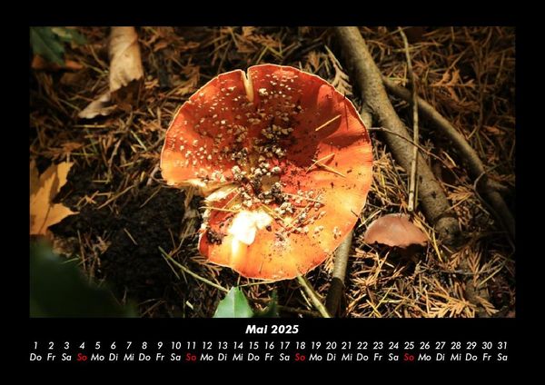 Produktbild: Pilzkalender 2025 Fotokalender DIN A3