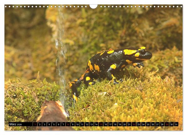 Produktbild: Im Revier der Salamander (Wandkalender 2026 DIN A3 quer), CALVENDO Monatskalender
