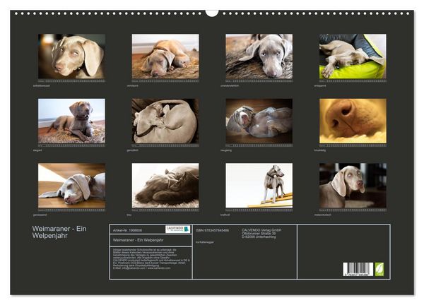 Produktbild: Weimaraner - Ein Welpenjahr (Wandkalender 2026 DIN A2 quer), CALVENDO Monatskalender