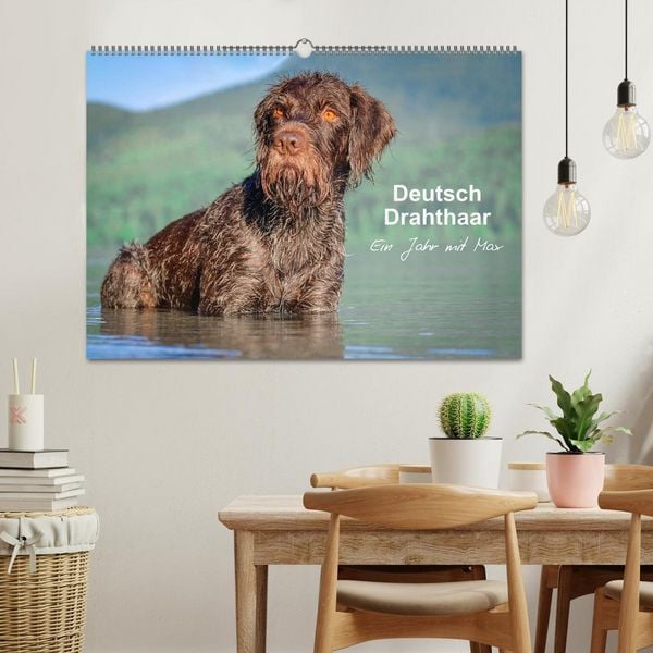 Produktbild: Deutsch Drahthaar - Ein Jahr mit Max (Wandkalender 2026 DIN A2 quer), CALVENDO Monatskalender