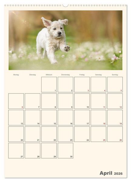 Produktbild: Zauberhafte Golden Retriever (hochwertiger Premium Wandkalender 2026 DIN A2 hoch), Kunstdruck in Hochglanz