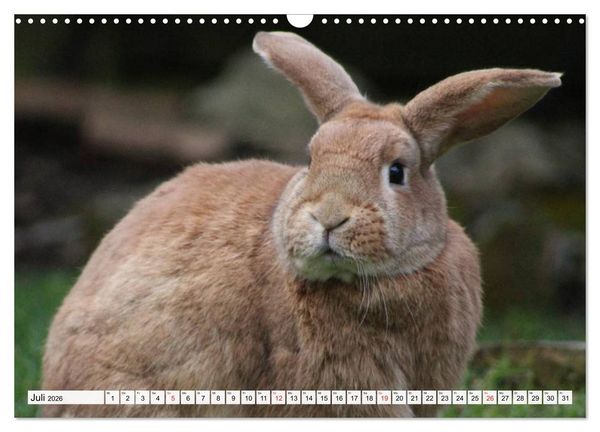 Produktbild: Kaninchen und Hasen (Wandkalender 2026 DIN A3 quer), CALVENDO Monatskalender