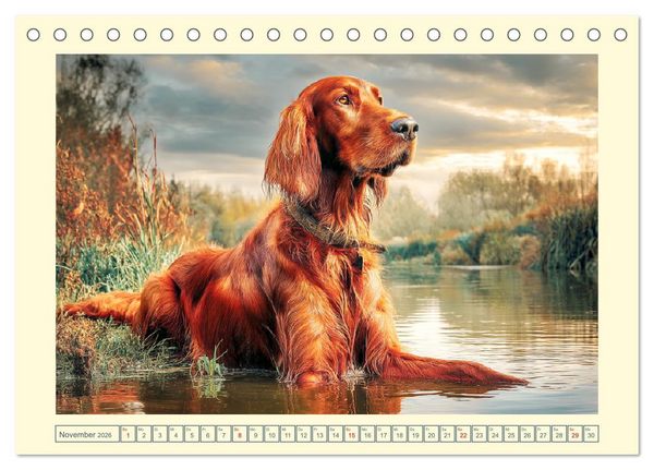 Produktbild: Irish Red Setter. Wo noble Eleganz auf Tatendrang trifft (Tischkalender 2026 DIN A5 quer), CALVENDO Monatskalender