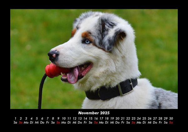 Produktbild: Hunde 2025 Fotokalender DIN A3