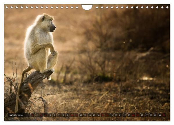 Produktbild: Safari in Tansania (Wandkalender 2026 DIN A4 quer), CALVENDO Monatskalender