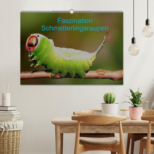 Produktbild: Faszination Schmetterlingsraupen (Wandkalender 2026 DIN A2 quer), CALVENDO Monatskalender