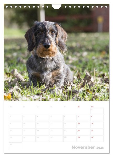 Produktbild: Der Dackel (M)ein treuer Weggef&auml;hrte (Wandkalender 2026 DIN A4 hoch), CALVENDO Monatskalender