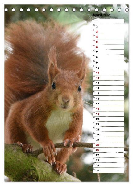 Produktbild: Eichh&ouml;rnchen - kleine Tiere, gro&szlig;e Liebe (Tischkalender 2026 DIN A5 hoch), CALVENDO Monatskalender
