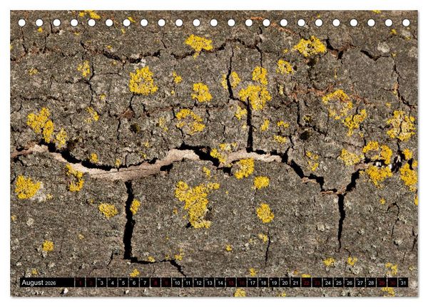 Produktbild: Rotbuchen (Tischkalender 2026 DIN A5 quer), CALVENDO Monatskalender