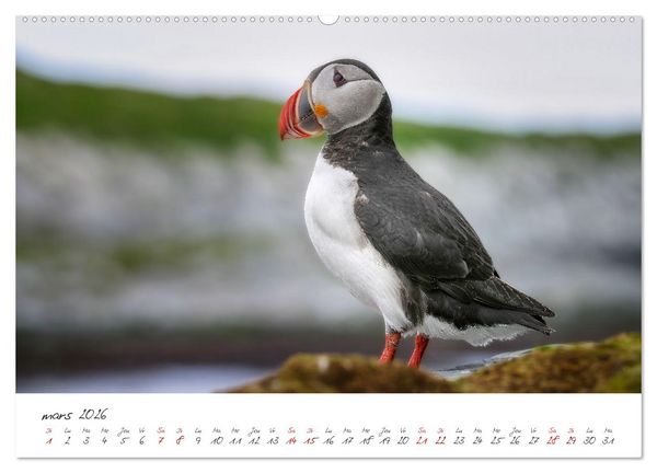 Produktbild: La faune de nos c&ocirc;tes les oiseaux (Calendrier mural 2026 DIN A2 vertical), CALVENDO calendrier mensuel