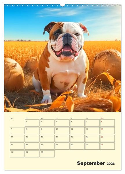 Produktbild: English Bulldogs. Fr&ouml;hliche Dickk&ouml;pfe mit Charakter (Wandkalender 2026 DIN A2 hoch), CALVENDO Monatskalender