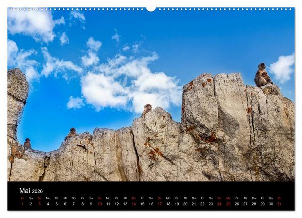 Produktbild: Gibraltar - der Affenfelsen (Wandkalender 2026 DIN A2 quer), CALVENDO Monatskalender