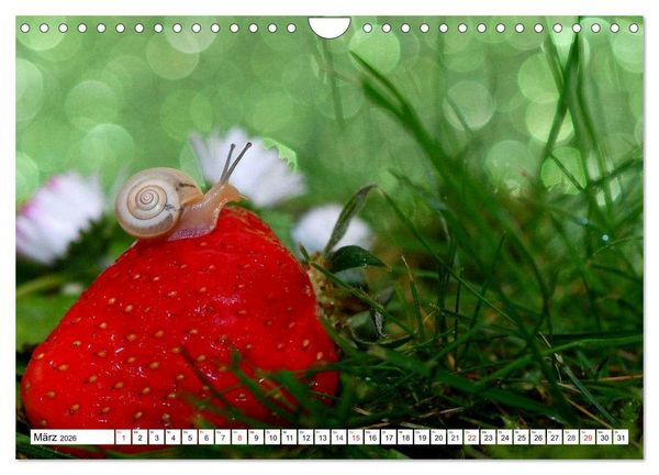 Produktbild: Schnecken. Witzige Schleimer (Wandkalender 2026 DIN A4 quer), CALVENDO Monatskalender