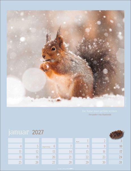 Produktbild: Eichh&ouml;rnchen Kalender 2027