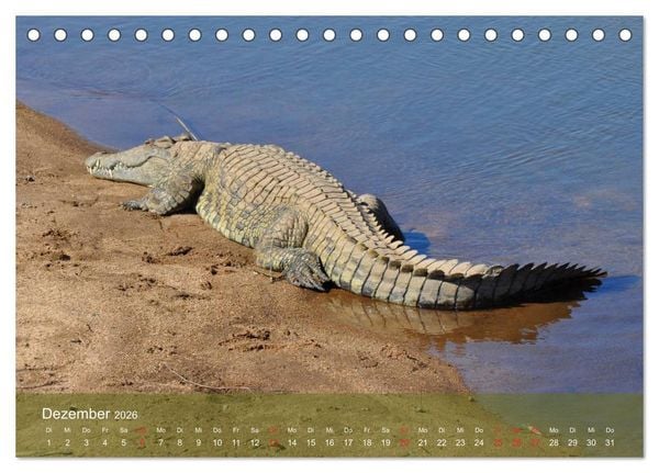 Produktbild: Alligatoren und Co. (Tischkalender 2026 DIN A5 quer), CALVENDO Monatskalender