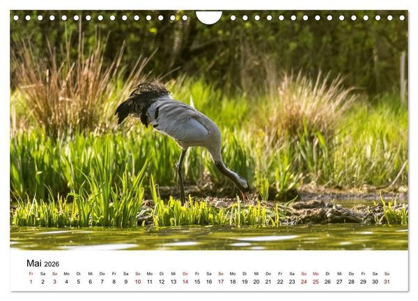 Produktbild: Kraniche im Erzgebirge (Wandkalender 2026 DIN A4 quer), CALVENDO Monatskalender