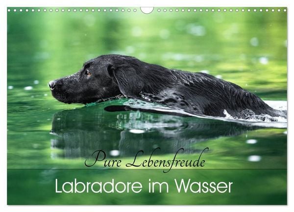 Produktbild: Labradore im Wasser (Wandkalender 2027 DIN A3 quer), CALVENDO Monatskalender