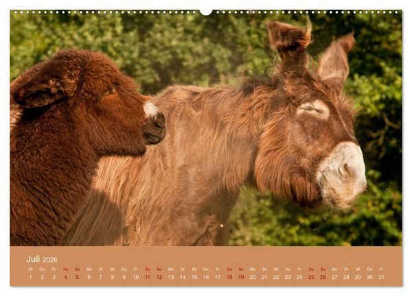 Produktbild: Baudet de Poitou - Seltene franz&ouml;sische Langohren (Wandkalender 2026 DIN A2 quer), CALVENDO Monatskalender