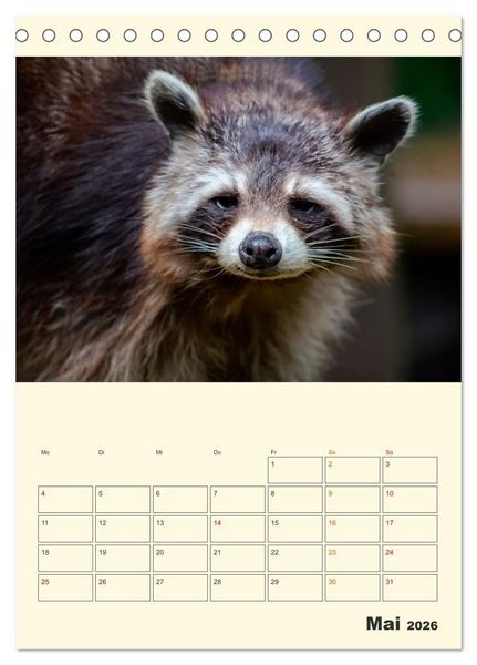 Produktbild: Drolliger Waschb&auml;r (Tischkalender 2026 DIN A5 hoch), CALVENDO Monatskalender