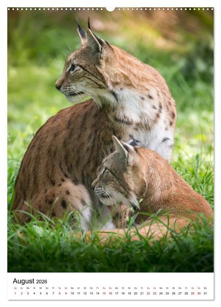 Produktbild: Der eurasische Luchs (hochwertiger Premium Wandkalender 2026 DIN A2 hoch), Kunstdruck in Hochglanz