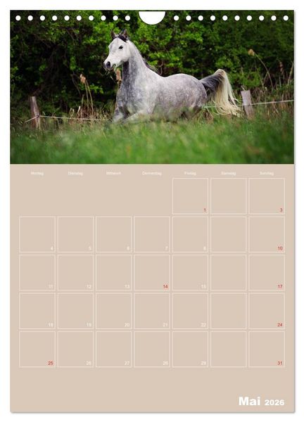 Produktbild: Pferde / Planer (Wandkalender 2026 DIN A4 hoch), CALVENDO Monatskalender