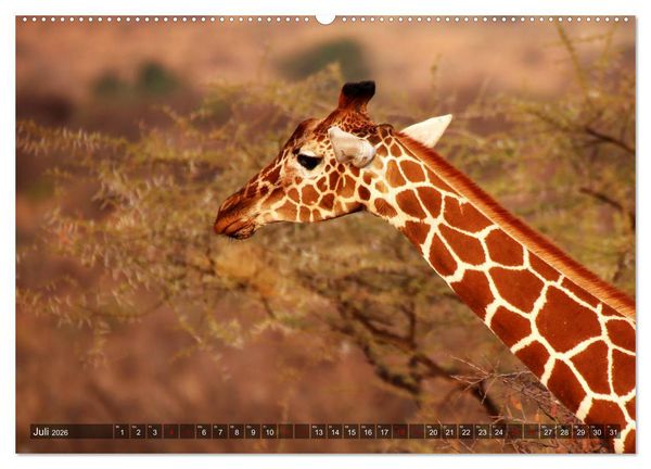 Produktbild: Afrika - Zauber der Wildnis (hochwertiger Premium Wandkalender 2026 DIN A2 quer), Kunstdruck in Hochglanz