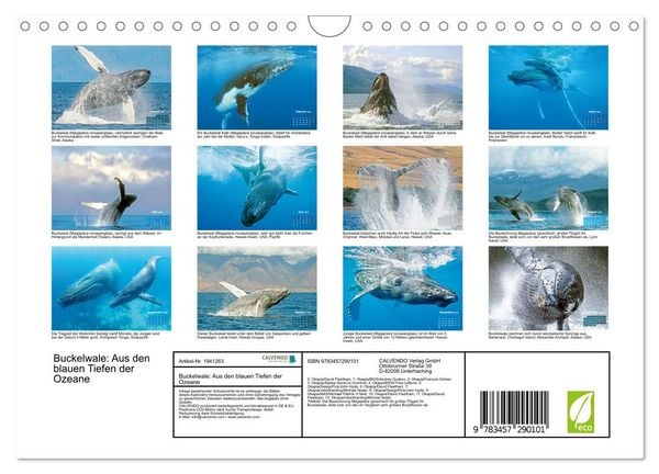 Produktbild: Buckelwale: Aus den blauen Tiefen der Ozeane (Wandkalender 2026 DIN A4 quer), CALVENDO Monatskalender