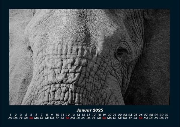 Produktbild: Elefanten - Die sanften Riesen Afrikas 2025 Fotokalender DIN A4