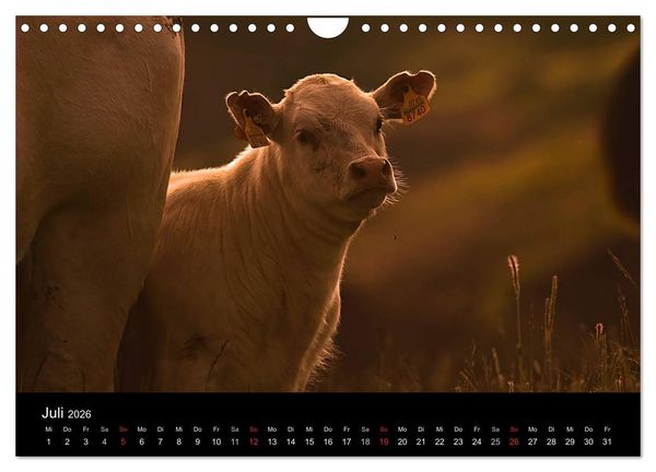 Produktbild: K&uuml;he 2026 (Wandkalender 2026 DIN A4 quer), CALVENDO Monatskalender