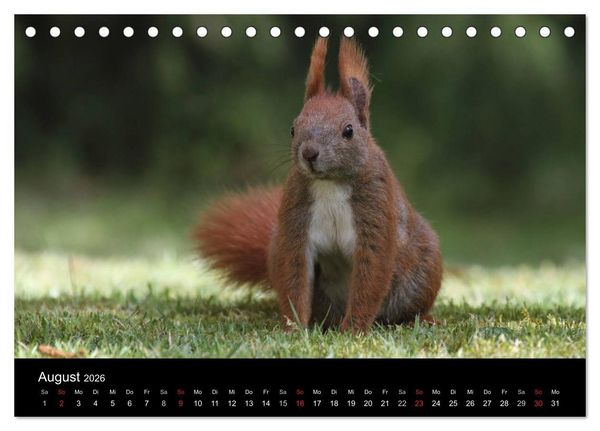 Produktbild: Artist im Garten. Das Eichh&ouml;rnchen (Tischkalender 2026 DIN A5 quer), CALVENDO Monatskalender