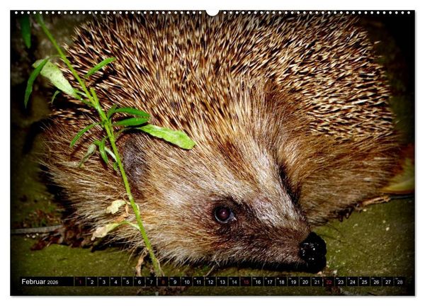 Produktbild: Meine Igel (Wandkalender 2026 DIN A2 quer), CALVENDO Monatskalender
