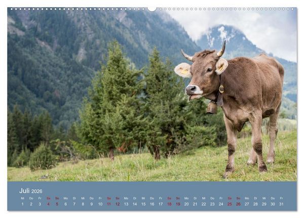 Produktbild: Allg&auml;uer Rindvieh 2026 (hochwertiger Premium Wandkalender 2026 DIN A2 quer), Kunstdruck in Hochglanz